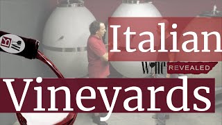 Italian wine and vineyards [upl. by Neidhardt]