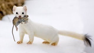 The Stoat  a fearless acrobat and rabbit hunter Interesting facts about Stoats [upl. by Hafeetal]