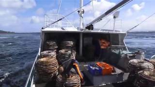 CRAYFISHING ON THE WESTCOAST OF TASMANIA NEW SHELLERS 2019 [upl. by Essined]