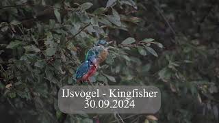 IJsvogel  Kingfisher [upl. by Rawlinson]