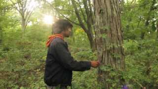 Harvesting Pignut amp Shagbark Hickory Nuts [upl. by Anma]