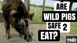 Are Wild Pigs Safe To Eat [upl. by Rumpf]