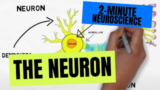 2Minute Neuroscience The Neuron [upl. by Greerson290]