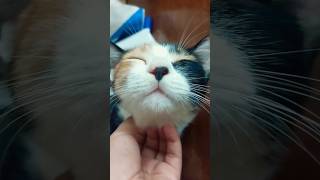 Muffin the kitty cat ❤️ cat cats catlover catvideos [upl. by Lamraj]