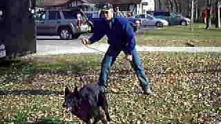 Erri z Blatenskeho Zamku Arci 2009 GSD National Champion  Guarding With Reattack [upl. by Birecree]