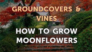 How to Grow Moonflowers [upl. by Belsky]