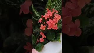 Jungle geranium ixora coccinea gardenflowers gardening garden plants [upl. by Aicele]