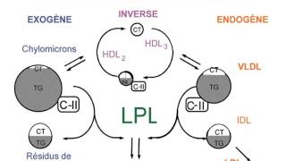 BIOCHIMIE 1 LES LIPOPROTEINES [upl. by Carboni596]