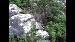 ROCK ROSE  CISTUS INCANUS CRETICUS [upl. by Amol]