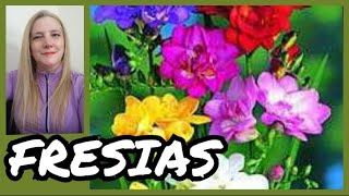 🌷FRESIAS FLORES✔️Fresia Planta Cuidados y ReproducciónVeronicaCampaniniPlantas [upl. by Gawlas478]