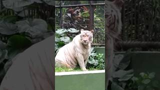 harimau putih kebun binatang surabaya  macan putih surabaya zoo kebunbinatangsurabaya macanputih [upl. by Marelda]