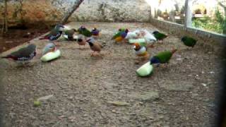 pajaros exoticos Tricolores papagayos enmascarados goulds mandarines moteados isabelitas [upl. by Fortunia]