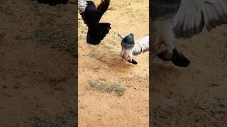 My pigeon 🕊️❤️‍🔥trending shortvideo short vayaralshort subscribe pigeon [upl. by Yule]