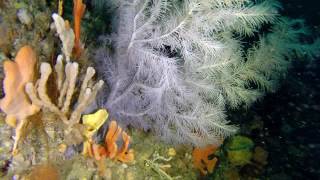 Discovery of Black Coral in Tasmania [upl. by Filippo384]