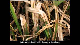 Rice Diseases Sheath Blight [upl. by Nnylrahc]