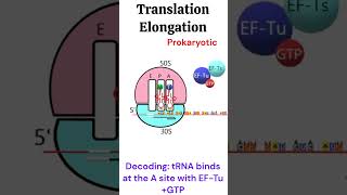 Prokaryotic Translation Elongation Protein synthesis animation biology [upl. by Nojad]