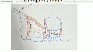 IschioRectal Fossa  1 [upl. by Smart990]