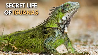 Secret Life of Iguanas  Natures Secrets naturesecrets iguana [upl. by Leonard591]