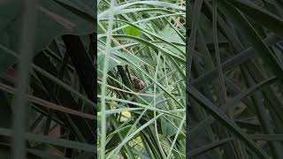 A pacific tree frog croaking😍🐸 wildlifegarden gardenwildlife nature frog lovefrogs [upl. by Einnhoj682]