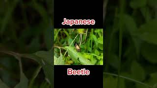 Japanese Beetle summer nature insects beetle mobilevideography [upl. by Fryd]