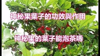 神秘果葉子的功效與作用 神秘果的葉子能泡茶嗎 [upl. by Joy86]