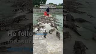 Farmer feeds crate of fresh meat to over 10000 crocodiles Shorts [upl. by Edwards222]