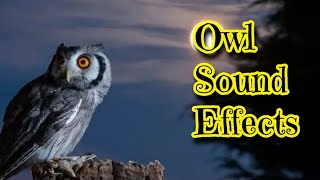 Owl Sound Effects [upl. by Zavras]