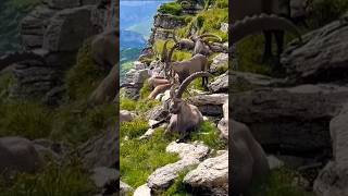 हिमाली जग्गली बाख्राहरू🐐goats  himalayan mountaingoat shorts [upl. by Herzen]