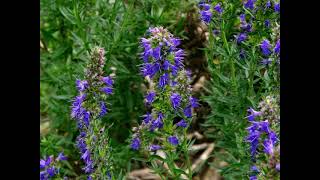 Herbier Numérique Hysope  Hyssopus officinalis [upl. by Assille]