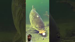 best underwater fishing takes2024animals lover 99 [upl. by Ocirled]