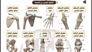 اسهل طريقه لتحديد منظر امامى او خلفى  يمين او شمال  للمفاصل [upl. by Icak]