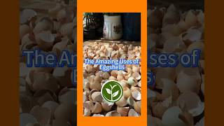 The amazing use of Eggshells shortvideo garden gardenplants howto youtubeshorts plants [upl. by Akitnahs]