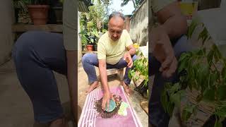 desi papaya seeds cleaning seed keeping method hindi vertion [upl. by Friederike285]