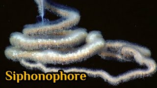 اطول كائن بحري  siphonophore [upl. by Fantasia]