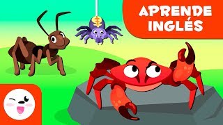 Los artrópodos para niños EN INGLÉS  Animales invertebrados  Ciencias naturales para niños [upl. by Lainad]