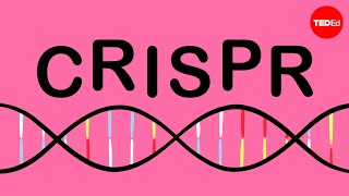 How CRISPR lets you edit DNA  Andrea M Henle [upl. by Fesuy]