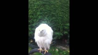 Albidus Siberian Goshawk female bowed [upl. by Oiramaj]