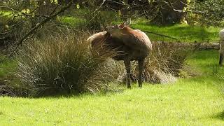 Wallowing Red deer hind April 26th 2024 [upl. by Niboc]