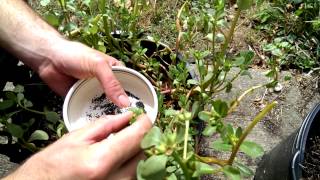 Purslane seed harvest [upl. by Lenzi733]