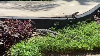 So many animals at our playa del Carmen resort 2021 Iguana [upl. by Aklam]