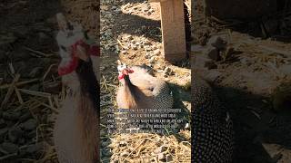 Helmeted Guinea Fowl a species known for its distinctive speckled plumage bald head fyp fypage [upl. by Teews]