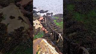 The Old Canadian Ladies House Cloughglass Donegal Ireland Surrounded by water when tide is in [upl. by Nywra]