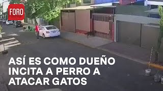 Sujeto incita a perro a atacar gatos en colonia de Iztapalapa  Las Noticias [upl. by Ocirrej]