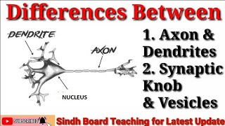 Difference between Axon amp Dendrites and Synaptic Knob amp Vesicles [upl. by Chloris]