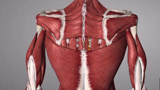 Scoliosis Functional Curve [upl. by Siradal227]