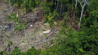 Drones captan indígenas aislados en la Amazonía brasileña [upl. by Eiro383]