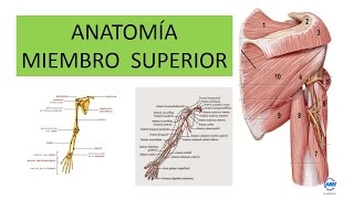 ANATOMÍA DEL MIEMBRO SUPERIOR por el Profesor Cervera [upl. by Darnok]