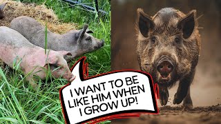 Will My Piglets Go Feral Releasing Pigs into the Woods [upl. by Zsazsa]