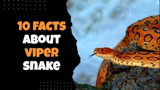 10 Surprising Viper Snake Facts Revealed viper snake snakevideo snakespecies raselviper [upl. by Nonnek818]