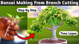 Ficus Bonsai Making From Branch Cutting  Bonsai Time Lapse [upl. by Map]